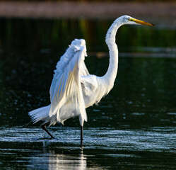 Great Egret 