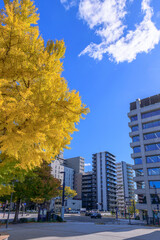 Obraz premium 仙台 西公園通 秋 