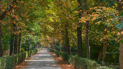 Autumn, forest, El Retiro Park, Madrid, Spain, Europe