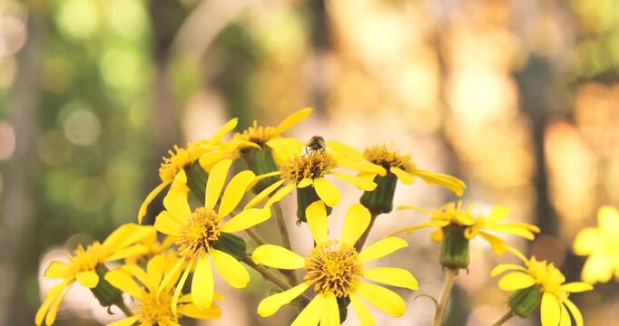 yellow flowers and hoverfly in the garden