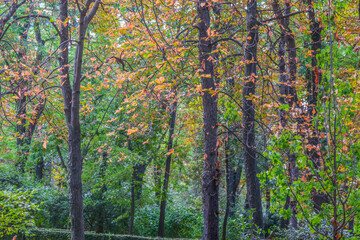 Autumn, forest, El Retiro Park, Madrid, Spain, Europe