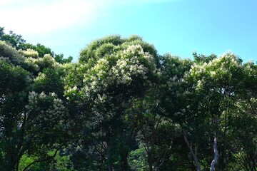 Glossy privet (Ligustrum lucidum). Oleaceae evergreen tree. Numerous yellow-white flowers bloom in panicles around June, and purple-black fruits are produced in late autumn.