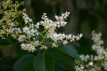 Glossy privet (Ligustrum lucidum). Oleaceae evergreen tree. Numerous yellow-white flowers bloom in panicles around June, and purple-black fruits are produced in late autumn.
