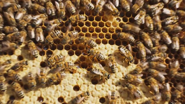 Closeup view of honeybees on a honeycomb busy working together.