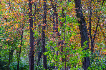 Autumn, forest, El Retiro Park, Madrid, Spain, Europe