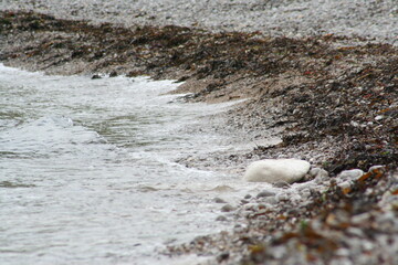Obraz premium Pebble beach covered with seaweed in Normandy - Plage de galet recouverte d'algues en Normandie