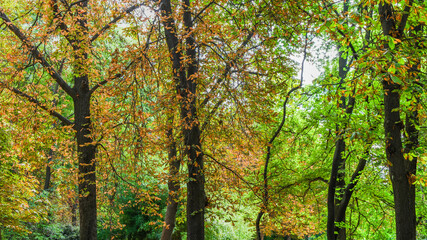 Autumn, forest, El Retiro Park, Madrid, Spain, Europe