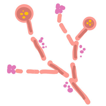 Candida albicans illustration
