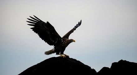 Fototapeta premium A majestic eagle with outstretched wings perched on a dark rock against a bright sky, preparing for flight.