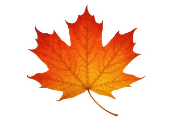 Obraz premium Maple leaf showing vibrant autumn colors, falling season symbol with transparent background, nature element