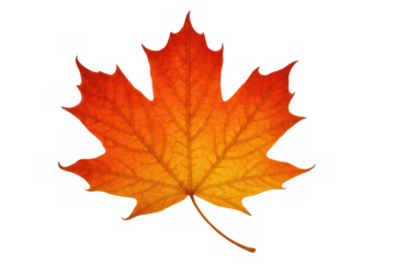 Maple leaf showing vibrant autumn colors, falling season symbol with transparent background, nature element
