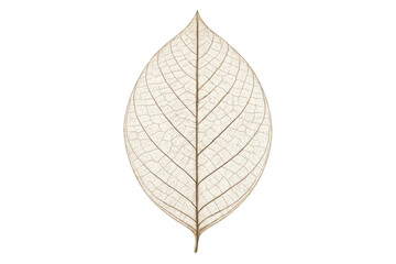 Skeleton leaf showing intricate venation details, dried botanical element appearing delicate, transparent background