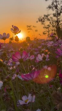 FLOWERS AT SUNSET: Beautiful endless cosmos flowers in summer meadow field at sunset. 4K