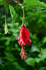 red hibiscus or bunga sepatu
