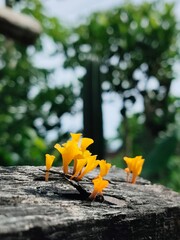 fan-shaped jelly fungus (Dacryopinax spathularia)