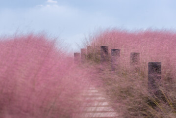 muhly grass