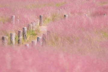 muhly grass