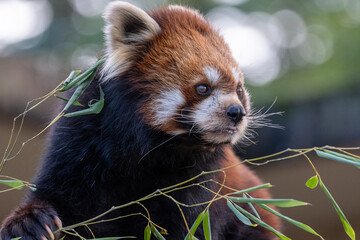 木の上のレッサーパンダのアップ