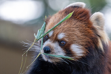 木の上のレッサーパンダのアップ