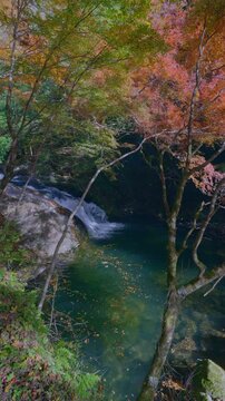 「もみじ街道」沿いの紅葉
保殿の七滝　秋の風景
（日本・愛知県豊田市野原町）
