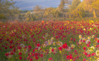 Field Of Dahlias