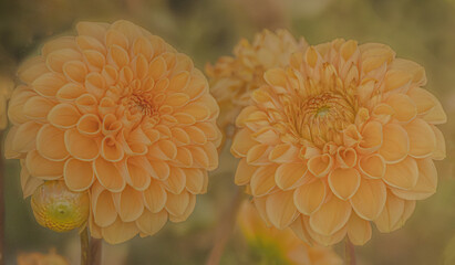 Close Up Of Dahlias
