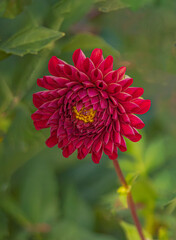 Red Dahlia
