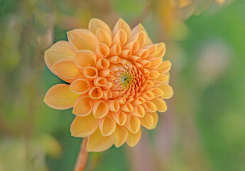 Close Up Of Dahlia