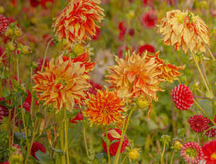 Multi Colour Dahlias