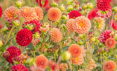 Orange Dahlias