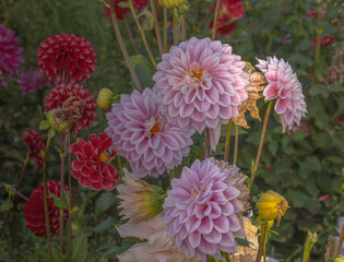 A garden filled with dahlias.