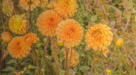Close Up Of Dahlias