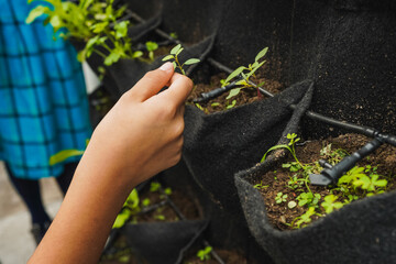 Student hand planting seedling in school vertical garden project