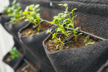 Growing herbs in a vertical school garden project