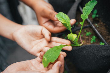 Children hands caring young plants in school vertical garden