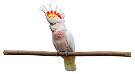 Pink Cockatoo, with Red and Yellow Crest perched on a Branch, cutout, PNG isolated on white or transparent background