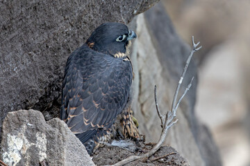 Fledgling Australian Peregrine Falcon contemplating flight