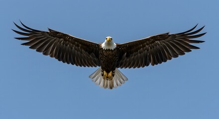 Obraz premium Majestic Bald Eagle Soaring High with Wings Spread Across Blue Sky