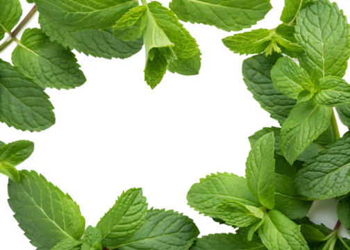 Mint leaves, fresh green forming a decorative border, cutout, PNG isolated on white or transparent background