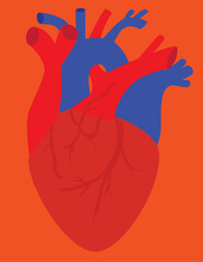 A vector art of the human heart. 