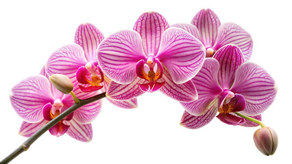 Obraz premium Orchid flowers, cluster of pink and white striped with buds on a stem, cutout, PNG isolated on white or transparent background