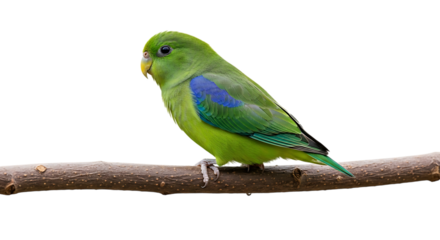 Small green parrot, with blue wing patches perched on a branch, cutout, PNG isolated on white or transparent background