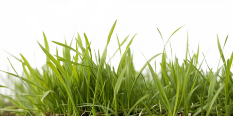 Grass blades, close-up view of vibrant green with blurred abstract background, cutout, PNG isolated on white or transparent background