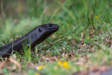 King's skink (Egernia kingii), Albany, Western Australia