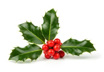 Holly sprig with vibrant green leaves and bright red berries.