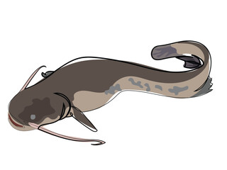 Catfish in continuous line drawing