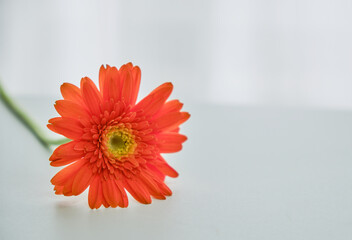 穏やかな窓際の光と一輪の花