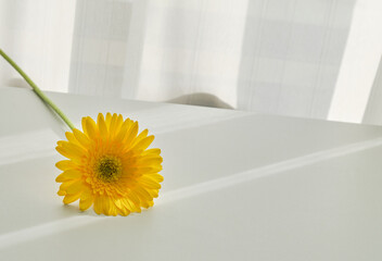 穏やかな窓際の光と一輪の花