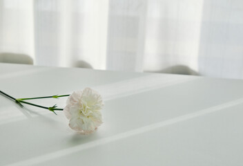 穏やかな窓際の光と一輪の花