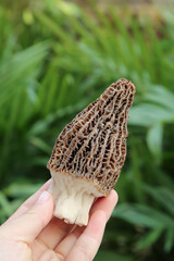Yunnan Mountain Dried Morel Mushroom - Premium Culinary Treasure from China
